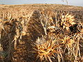 Artichoke field on Cyprus