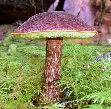 "Aureoboletus_mirabilis_(Murrill)_Halling_681855.jpg" by User:Leoboudv