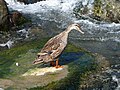 Canard colvert, Takayama