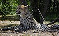 Cheetah at Safari Park