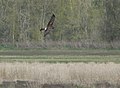 Adult female, Ridgefield National Wildlife Refuge