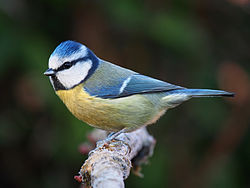 Blue tit, Cyanistes caeruleus