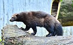 Wolverine at Skansen zoo