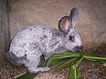 Thumbnail for File:Lapin argenté.jpg