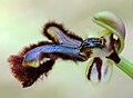 Ophrys speculum Spain - Mallorca