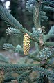 Foliage and cone