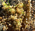 Puces de mer (Talitrus saltator) sur la plage de la Palue 8