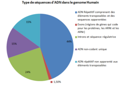 Type de séquences d'ADN dans le génome Humain.PNG