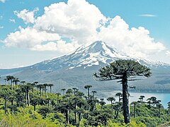 Llaima Volcano