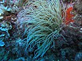 Ultigara - Sea anemone