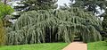 'Glauca Pendula' in Arboretum de la Vallée-aux-Loups