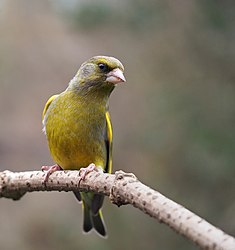 European greenfinch, Chloris chloris, male