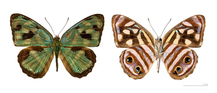 Dynamine postverta postverta (Cramer, 1780)