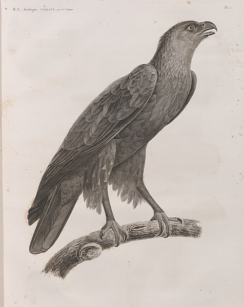 Pl.1 - Aigle criard (Aquila nævia), adulte