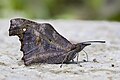 * Nomination Close wing moisture sucking of Libythea lepita (Moore, 1858) - Common Beak WLB --Anitava Roy 15:43, 17 August 2024 (UTC) * Promotion  Support Good, but needs better categotisation. --Lvova 17:22, 17 August 2024 (UTC)