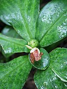 Costus pictus