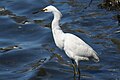 Snowy Egret