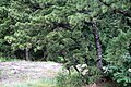 Tree, Pinnacle Rock, Connecticut