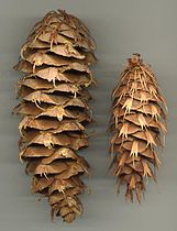 Pseudotsuga macrocarpa cone (left) and Pseudotsuga menziesii subsp. menziesii cone (right)