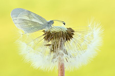 Senfweißling auf Pusteblume