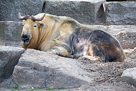 Sichuan-Takin-9.jpg