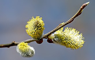 Salix