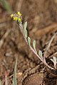 Alyssum desertorum