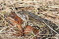 in amplexus