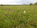 Anacamptis morio var. alba Germany - Langenalb