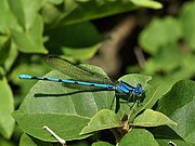   Argia anceps