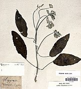Argyreia acuta Lour., herbier de João de Loureiro, Muséum national d'histoire naturelle-crop.jpg
