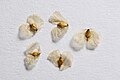 Betula pendula seeds (achenes)