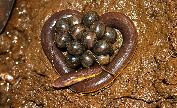 "Caecilian_guarding_its_eggs.jpg" by User:Davidvraju