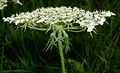 Daucus carota