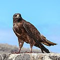 Buteo galapagoensis (cat.)