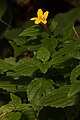 Mimulus dentatus