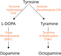 OA Synthesis.svg