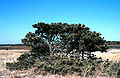 Tree, Waquoit Bay, Massachusetts