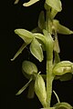 Platanthera stricta