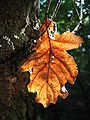 Autumn leaf