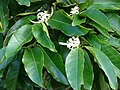 Magnolia × alba (M. champaca × M. montana)