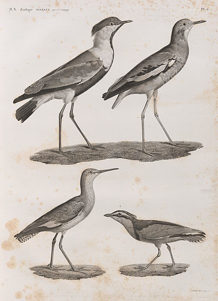 Pl.6 - 1. Chevalier gambette (Totanus calidris) 2. Vanneau de Villoteau (Vanellus Villotæi) 3. Pluvier à aigrette (Charadrius spinosus) 4. Pluvian (Charadrius melanocephalus)