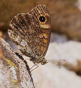 Lasiommata megera (Wall)