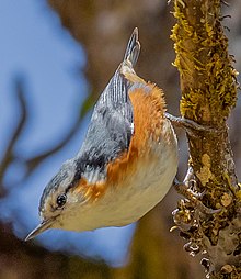 2M3A6919 - White-browed Nuthatch - Sitta victoriae (cropped2).jpg