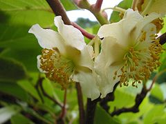 Actinidia fleurs.jpg