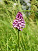 Anacamptis pyramidalis