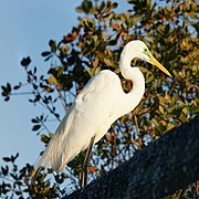 Ardea alba