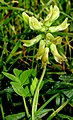 Astragalus glycyphyllos