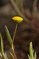 Cotula coronopifolia