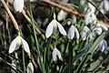 Galanthus nivalis – 2022